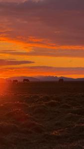 Cottage on our farm house 1