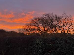 Crossways Beech Tree
