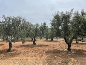 Homely and tranquil vacation house near the beach