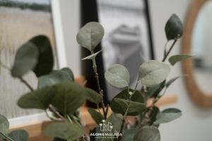 Urban Soho Collection by Aloha Málaga