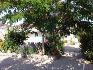 LES Roses Trémières