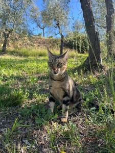 Agriturismo IL VIAIO