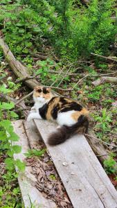 Pocono Farmhouse - Fully Renovated 1881 Home