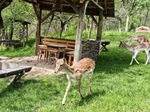 Charming cottage in the Carpathian Mountains