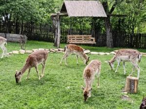 Charming cottage in the Carpathian Mountains