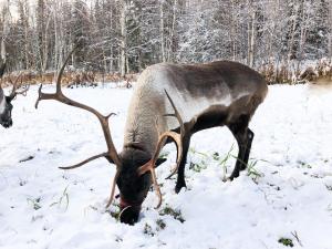 Moose Mountain Cabin- Cozy retreat with aurora views