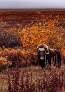 Moose Mountain Cabin- Cozy retreat with aurora views