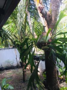New White Villa Ahangama