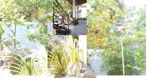 Villa Aloe Vera Guest