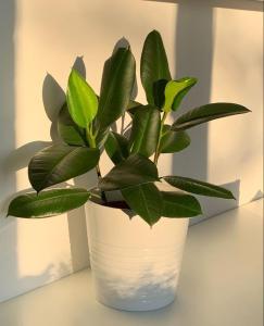 Bến Thành Market - KAS HOTEL