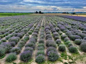 Apartament Lawendowe Zdroje