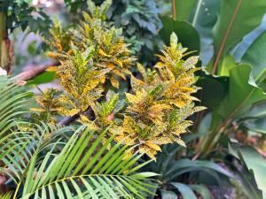 Bamboora Sanctuary Battambang