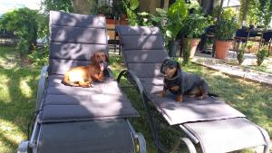 Slow Living Retreat near Zagreb - Fast WiFi - Workspace - Pet Friendly