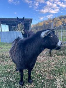 Mulla Villa Farm cottage 1