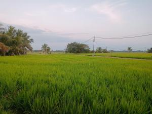 Watie Homestay Kota Emas Kota Sarang Semut Kedah Darul Aman