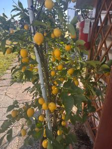 Lemon house