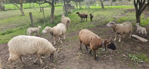 Casa do Chafariz - Guest House