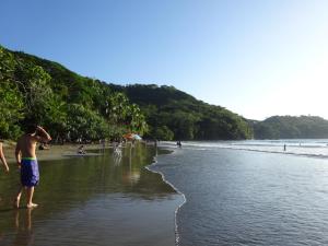 Alouatta Playa Coyote