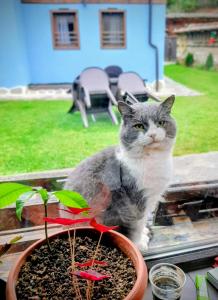 Стаи за гости Царвулджиеви