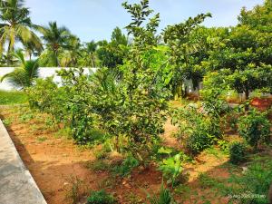 VinES Farmstay - Private Nature Retreat Pondicherry