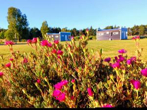 Entre Pinos y Volcanes