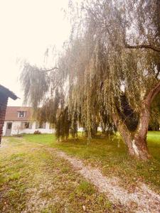 Ô Saule Saint-Josse, Hauts-de-France