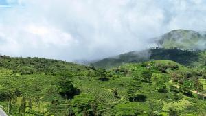 Monsoon Mist Kerala