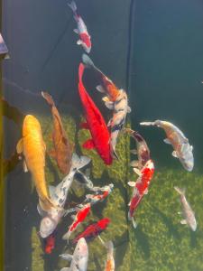 Gite Du Poisson Rouge