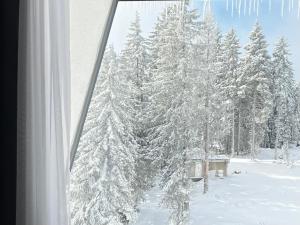 Mountain stars Kopaonik