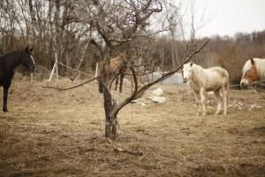 Petit gîte Rêve de Montagnes