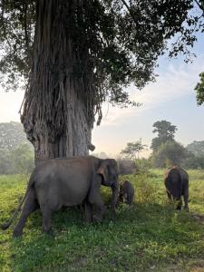 Jungle Lodge