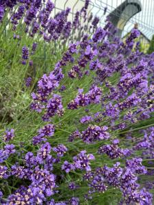 Lawendowy Gościniec II apartamenty