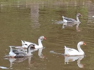 Chale Jatoba Monteiro Lobato