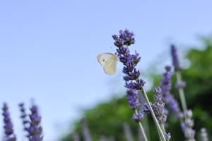 SISTERS-HOMES Vidovići 11