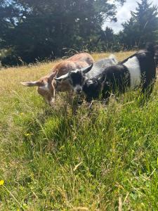 Sunset Hill by Tiny Away