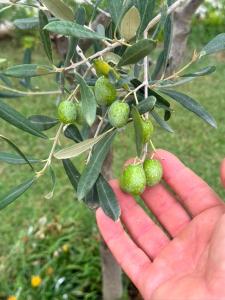 Villa Maya with Garden 1000m to 300m from the sea in PULA