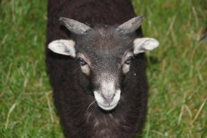 Ferienhof Wernecke Ferienwohnung