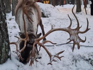 Holiday Home Villa Wolf by Interhome