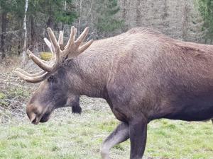Holiday Home in Hagfors mit Großem Garten by Interhome