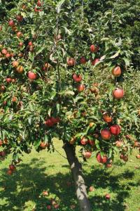 Holiday Home Urlaub für die Seele - Ferienhaus mit Sauna by Interhome