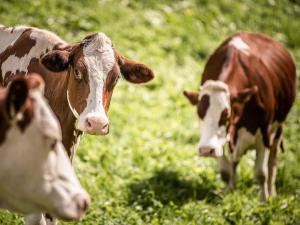 Apartment Zirbe by Interhome