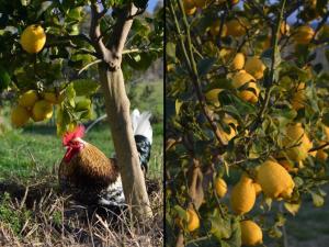 Holiday Home Su Sole de Barega by Interhome img19