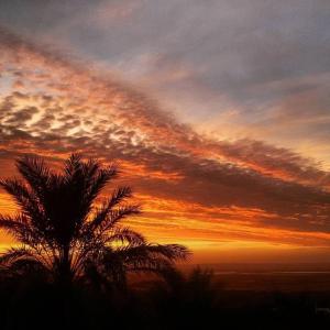 Djnane Elhwass timimoun