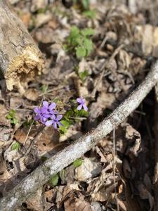 The Woodland Cottage Smoky Mountain Hideaway