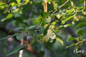 Cafeteria y Cabañas Eluney - Llaurel