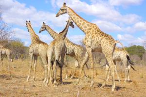 Khwai Moremi Vacation Cottages