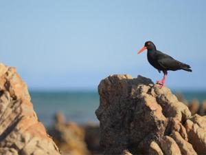 Luxury 3 Bedroom Barn in Gansbaai, South Africa