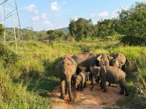 The Cozy Nest - Sigiriya
