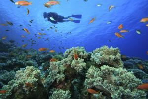 Bahía de Coson, Ramal Viva, Las Terrenas 32000, Dominican Republic.