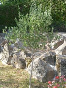 La Bonbonnière des oliviers